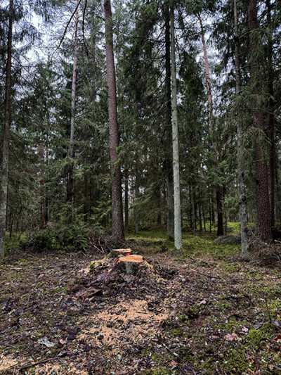 Kaip valstybinis miškas galėjo būti iškirstas netyčia?
