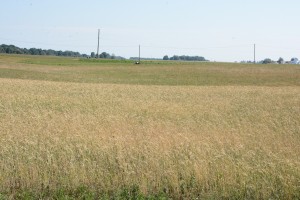 Sumažėjo deklaruojamų laukų ir pasėlių plotų