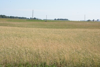 Sumažėjo deklaruojamų laukų ir pasėlių plotų