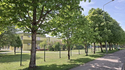 Šilalėje toliau pjaunami medžiai – atėjo eilė kaštonams
