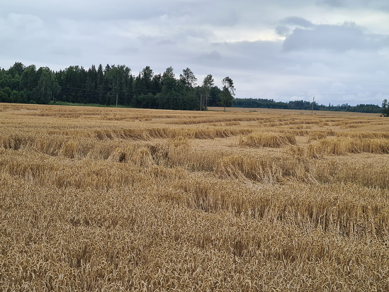 Keičiantis klimatui, drausti pasėlius būtina Nuotr. iš „Santarvės“ archyvo