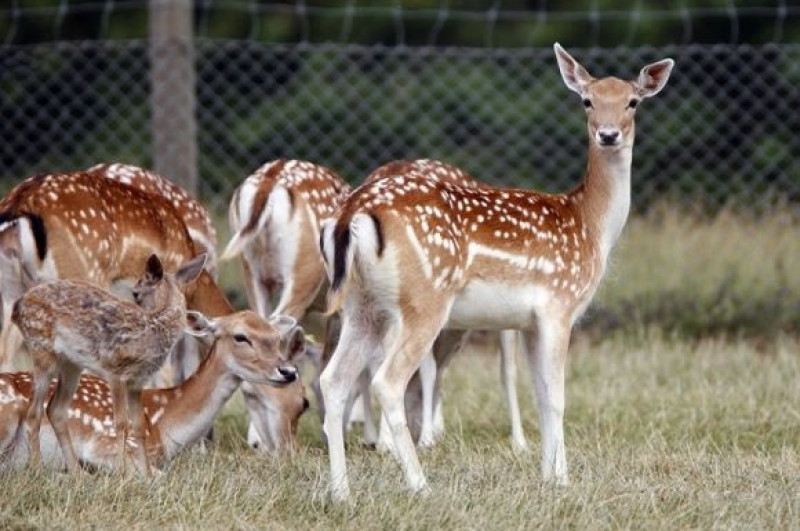 Laukuose vaikštinėjantys danieliai – niekieno?