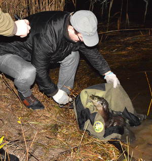 Bytlaukyje į nelegalius spąstus pakliuvo i&scaron;skirtinis gyvūnas