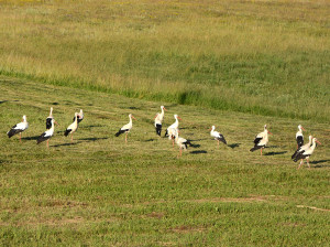 Gandrų likimas rūpi visiems, bet ne tiems, kam priklauso