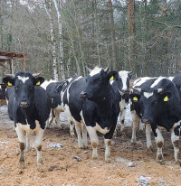 Biosaugos priemonės gyvulininkystės ūkiuose padeda išvengti užkrečiamųjų ligų plitimo ir išlaikyti šių ūkių konkurencingumą, perspektyvumą Daivos BARTKIENĖS nuotr.