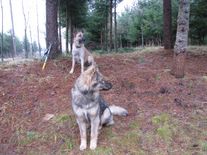Dingo du šunys