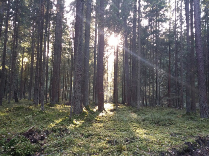 Leidimų kirsti mišką išdavimo tvarka