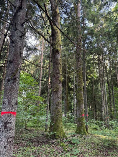 Miškų išsaugojimu valstybė nesuinteresuota?