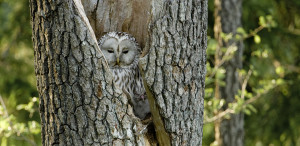 Pasaulinės Žemės dienos jubiliejaus proga &ndash; virtualus Sengirės fondo pristatymas gamtos mylėtojams