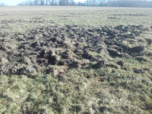 Taip atrodo laukas po šernų antpuolio