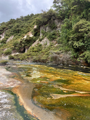 Rotorua: pas liežuvius iškišusius maori ir spalvotus ežerus, kuriuose maudytis nevalia