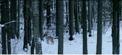 „Sengirės“ autorių dovana ateities kartoms – fondas, siekiantis apsaugoti senąsias girias