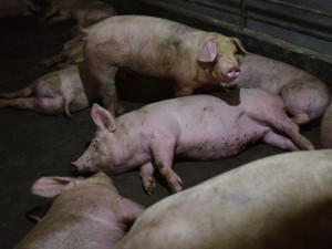 &Scaron;ilalės rajonas &ndash; afrikiniu kiaulių maru užkrėsta teritorija