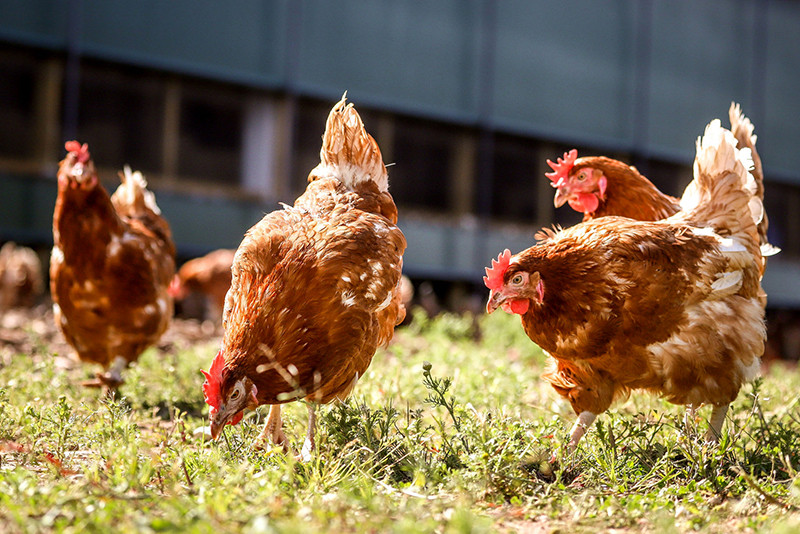 Žmonės klysta manydami, kad laimingų vi&scaron;tų kiau&scaron;iniai vertingesni. Laikymo sąlygos tam neturi jokios įtakos, tačiau grūsti vi&scaron;tų į voljerus negalima dėl jų pačių gerovės