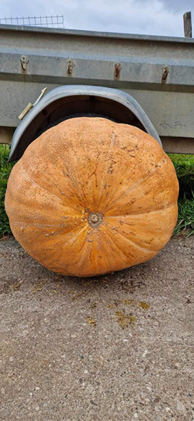 Kai neina pane&scaron;ti, tenka ridenti