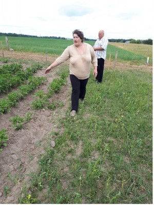R. Šiaudvytienė seniūnui S. Lidžiui rodo nuniokotas bulves E. Daugalienės laukuose 