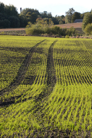 Žemė &Scaron;ilalėje per metus pabrango penktadaliu