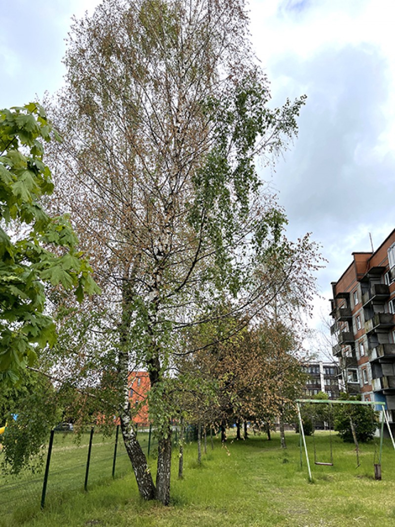 Kodėl šilališkiai taip nekenčia medžių?