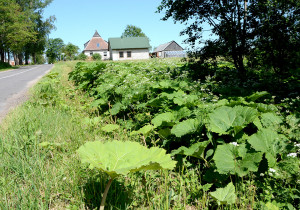 Sosnovskio bar&scaron;čiai rajone bujoja netrukdomai