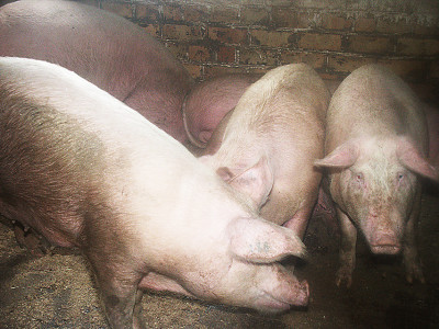 Užtikrinant biologinę saugą, kiaulės negali būti laikomos lauke Dariaus ŠYPALIO nuotr. 