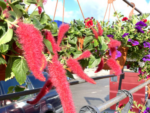 Žydintis balkonas &ndash; geroji namų oazė