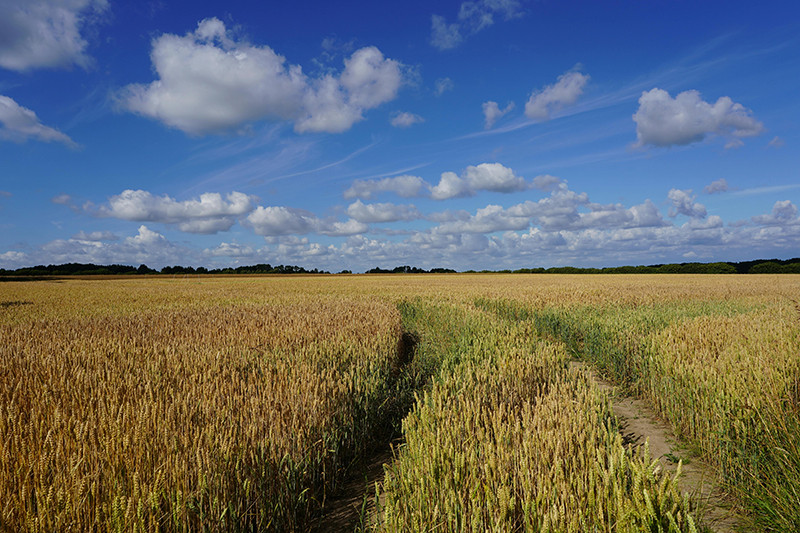 Ūkininkai raginami žemės ūkio naudmenų ir kitų plotų dek&shy;laravimo nepasilikti paskutinei dienai Nuotr. i&scaron; pexels.com