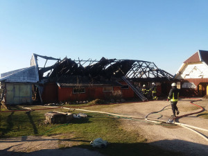 Gaisras pasiglemžė visą gyvulių bandą