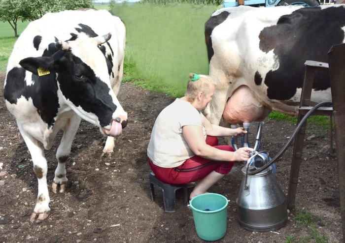 Ar fiksuota pieno kaina gali išgelbėti ūkininkus?