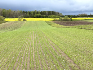 Deklaravimo grafike vis mažiau laisvų vietų
