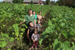 Saulėgrąžų labirinte pasiklysti neįmanoma