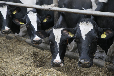 Tikimasi, kad parama karvių laikytojams bent iš dalies padės stabilizuoti padėtį pieno sektoriuje, nors radikaliai situacijos ir nepakeis Ričardo PASILIAUSKO nuotr.